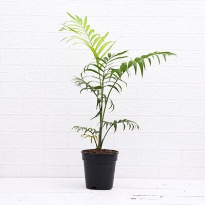 Chamaedorea elegans, Parlour Palm - Plant - Image 2