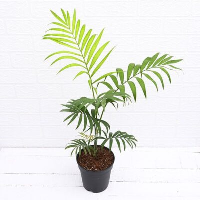 Chamaedorea elegans, Parlour Palm - Plant
