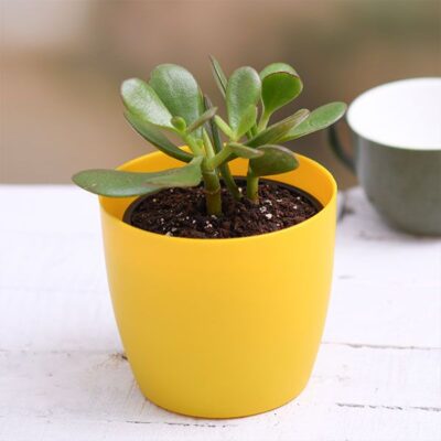 Crassula ovata, Jade Plant (Big leaf) - Succulent Plant - Image 2