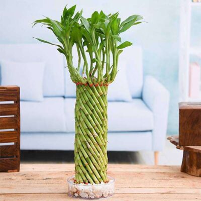Fengshui Wheel Arrangement Lucky Bamboo