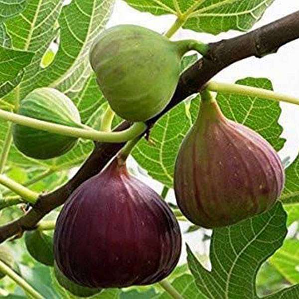 fig-tree-anjeer-fruit-plantropan.jpeg