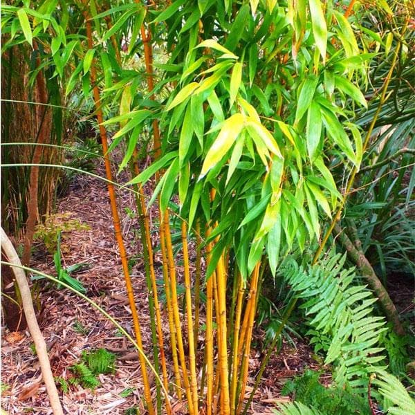 golden bamboo-1