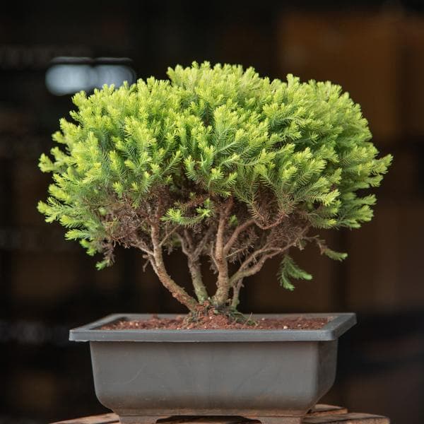 golden-cypress-bonsai-1