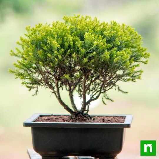 golden-cypress-bonsai-2