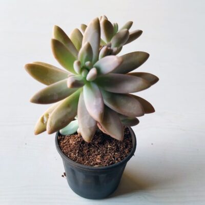 Graptosedum Darley Sunshine - Succulent Plant
