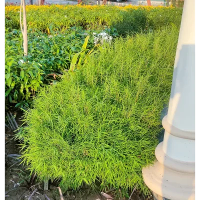 Bamboo Grass Plant - Image 3
