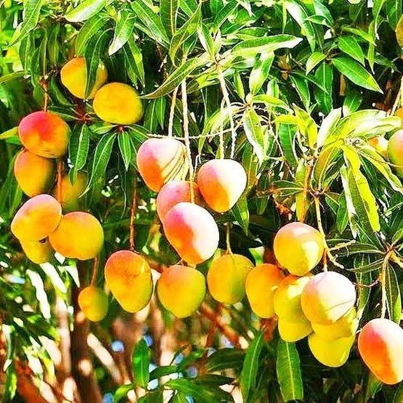 kesar-mango-plants