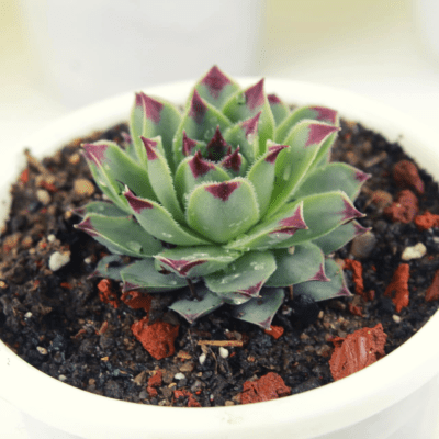 Laxmi Kamal, Sempervivum calcareum, Houseleek – Succulent Plant