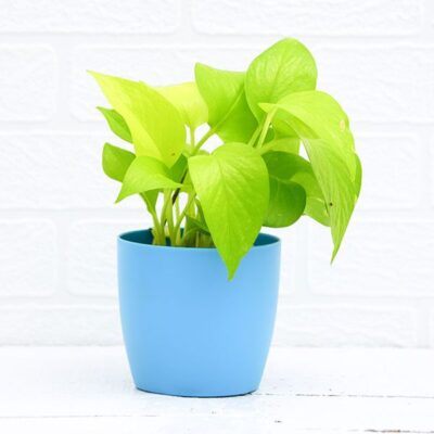 Money Plant Golden, Scindapsus Golden - Plant - Image 2