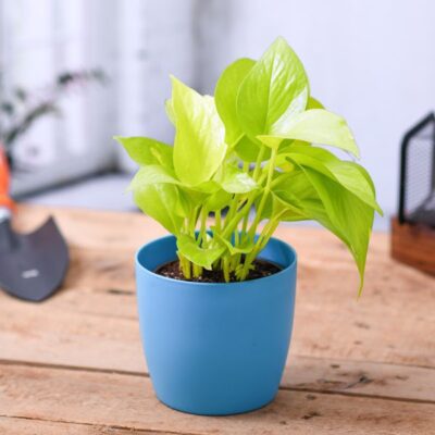 Money Plant Golden, Scindapsus Golden - Plant