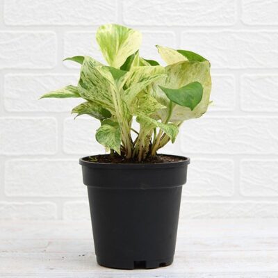 Money Plant Marble Queen - Plant - Image 2