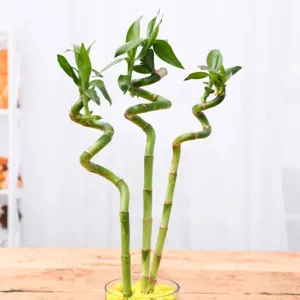 nurserylive-60-cm-spiral-stick-lucky-bamboo-plant-pack-of-35.jpg-1.webp