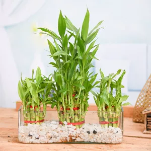 nurserylive-combo-of-2-layer-lucky-bamboo-and-3-layer-lucky-bamboo.jpg-1.webp