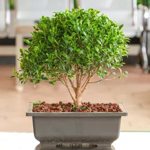 nurserylive-ficus-bonsai-in-ceramic-pot-plant-1-1-.jpg-1-1.webp