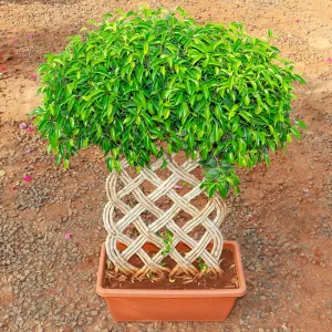 nurserylive-ficus-bonsai-vertical-braided-arrangement-plant.jpg-2-1.webp