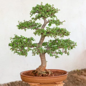 nurserylive-jade-bonsai-formal-upright-style-plant.jpg-1-1.webp