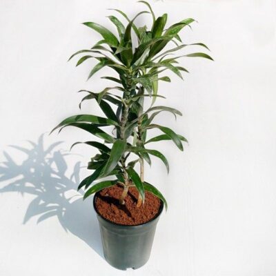 Pleomele, Song of India (Green) - Plant