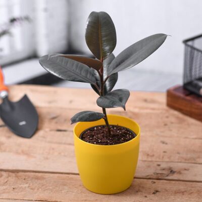 Ficus Elastica, Rubber Plant (Small) - Plant