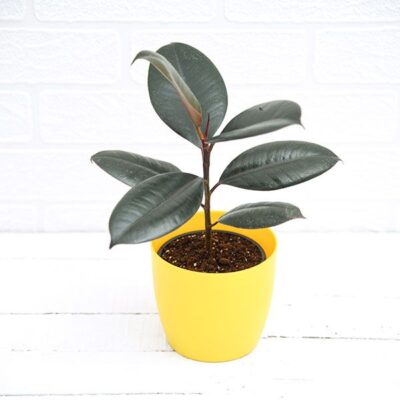 Ficus Elastica, Rubber Plant (Small) - Plant - Image 2