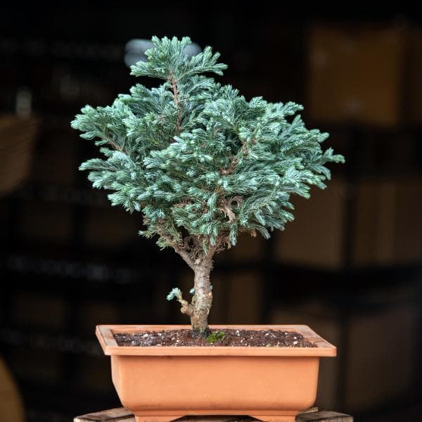 silver-cypress-bonsai-1