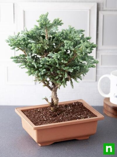 Silver cypress Bonsai - Plant - Image 2