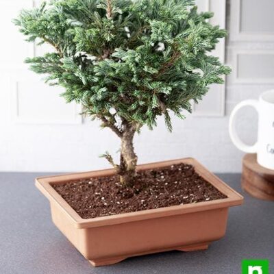 Silver cypress Bonsai - Plant - Image 2