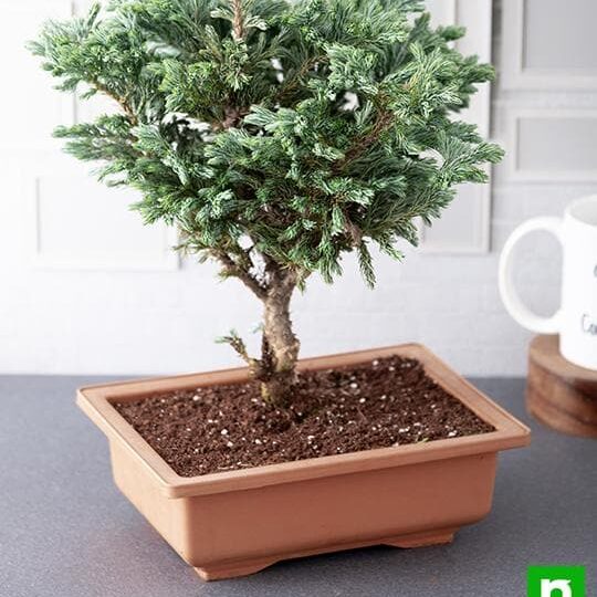 silver-cypress-bonsai-2