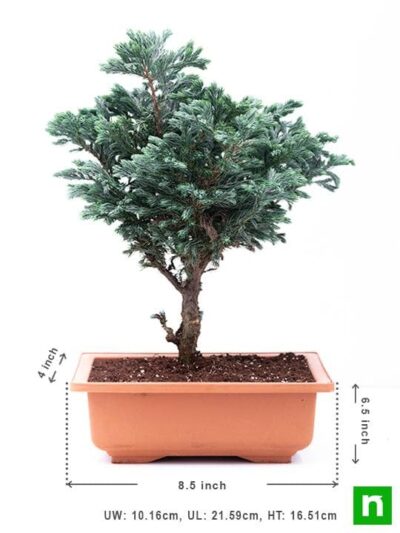 Silver cypress Bonsai - Plant - Image 3