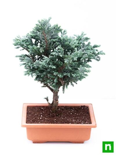 Silver cypress Bonsai - Plant - Image 4