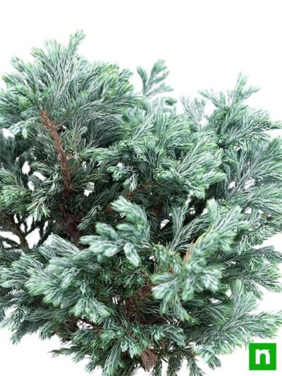 Silver cypress Bonsai - Plant - Image 5