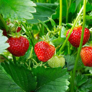 strawberry-plantropan.jpeg