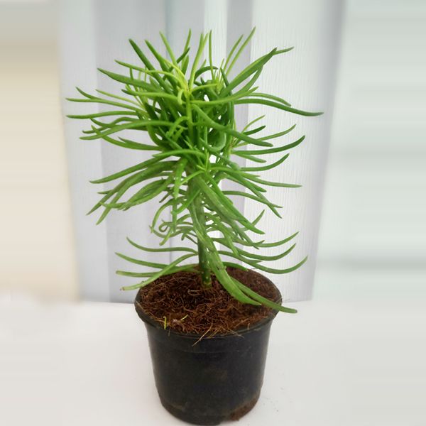 succulent-bush-senecio-senecio-barbertonicus-succulent-plant-plantropan.jpeg