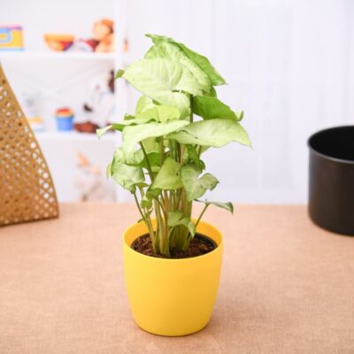 Syngonium Green - Plant