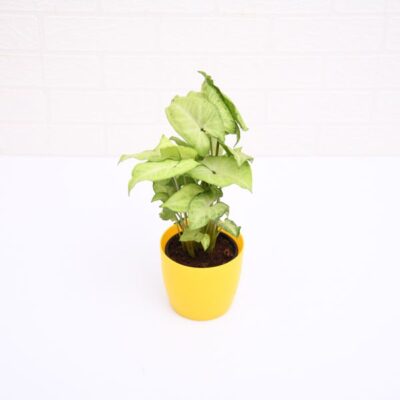 Syngonium Green - Plant - Image 2