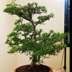 terminalia-1 bonsai