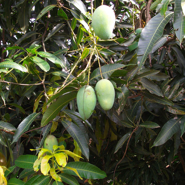 thai-mango-plantropan.jpeg