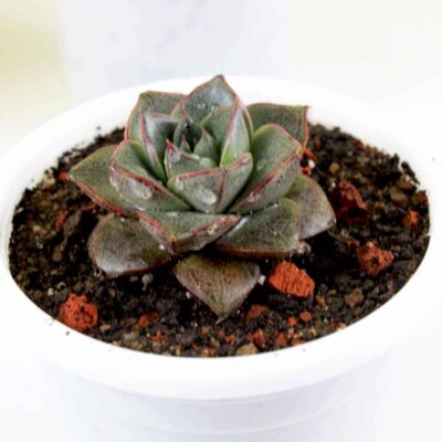 Vishnu Kamal, (Echeveria Purpusorum)- Succulent Plant