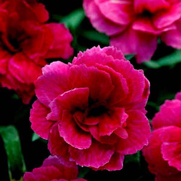 Carnation Dark Pink