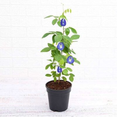 Clitoria Ternatea, Aprajita (Blue) - Plant