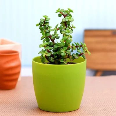 Elephant bush, Portulacaria afra, Jade plant (Green) - Succulent Plant - Image 2