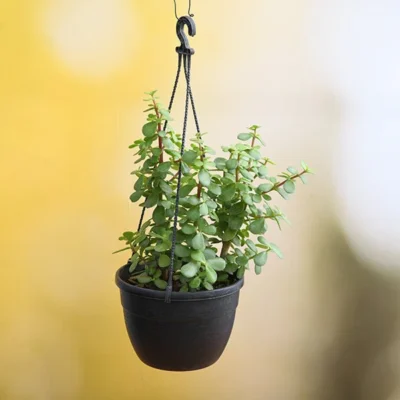 Elephant bush, Portulacaria afra, Jade plant (Green) - Succulent Plant - Image 3