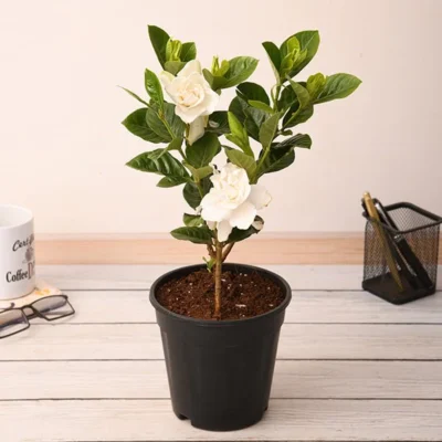 Gardenia, Ananta - Plant