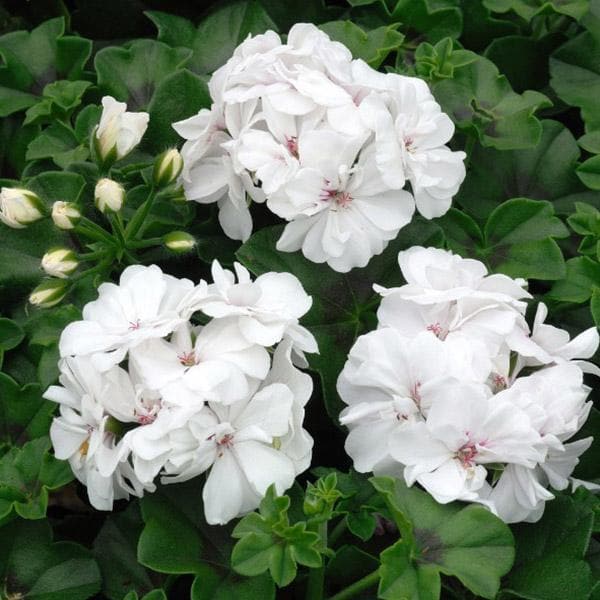 Geranium Ivy White