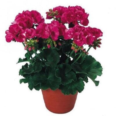 Geranium Ivy, Geranium Creeper (Pink) - Plant