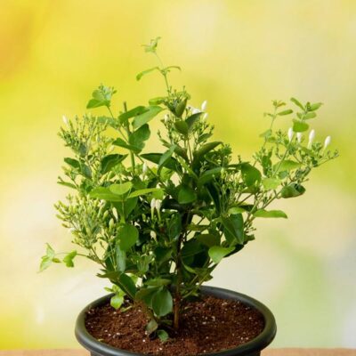 Juhi, Jasminum Auriculatum - Plant