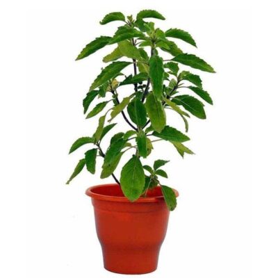 Kapoor Tulsi Plant, Blue Basil, Ocimum kilimandscharicum (Green) - Plant