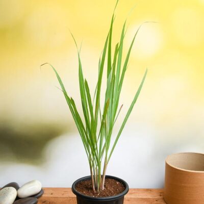 Lemon Grass - Plant - Image 2