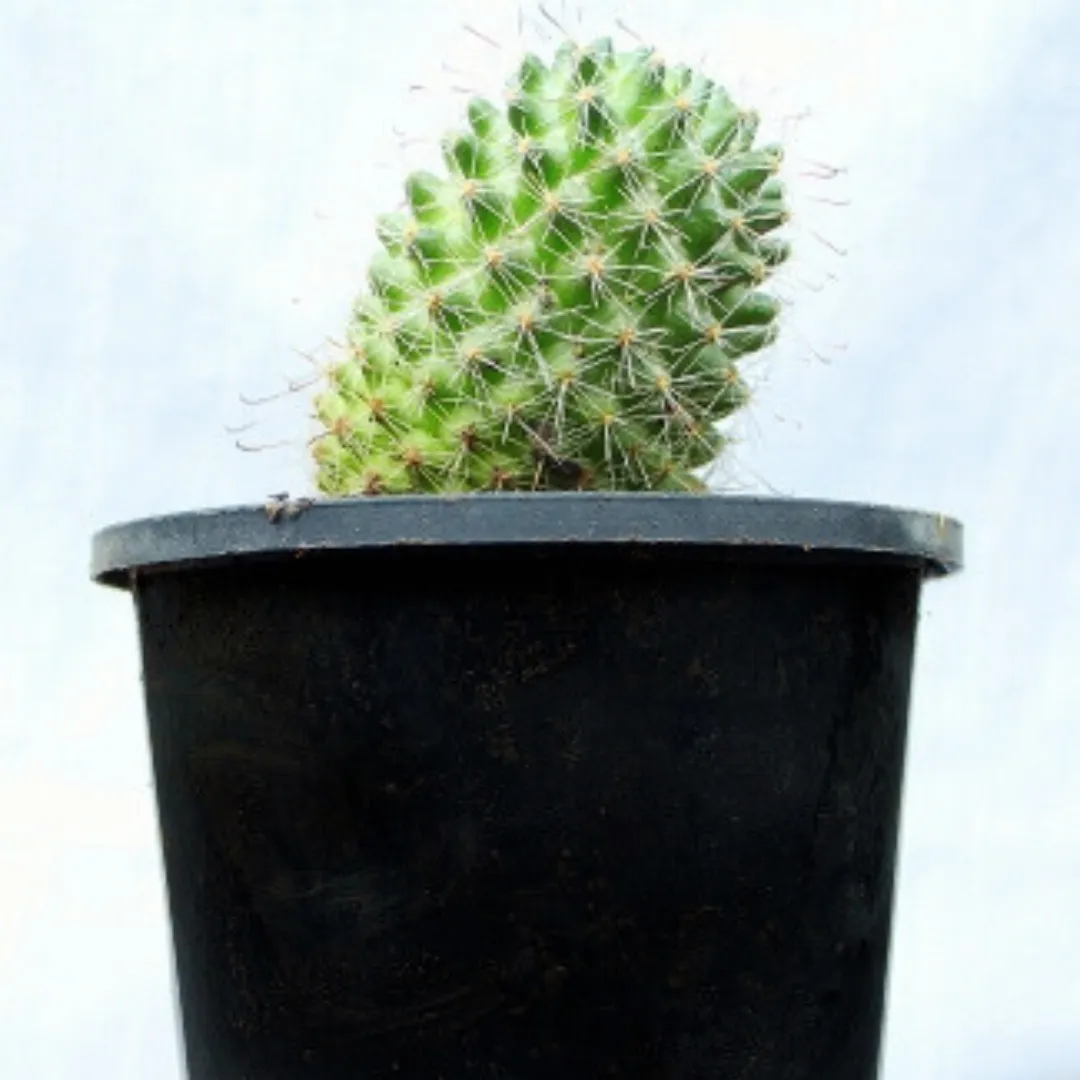 Mammilaria cactus-1