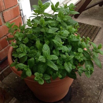 Mentha Pulegium, Pennyroyal - Plant
