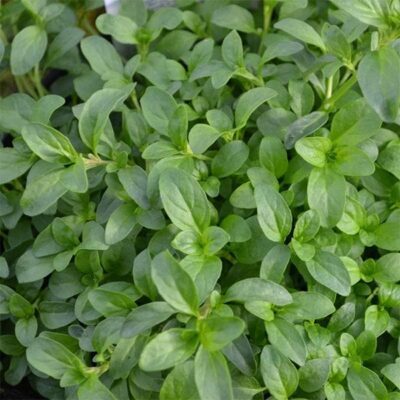 Mentha Pulegium, Pennyroyal - Plant - Image 2